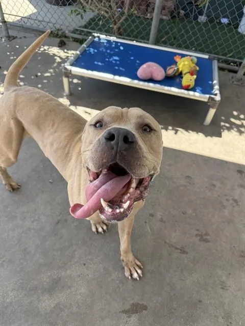 A young large-sized male Mastiff dog named Grande for adoption in Chula Vista, CA