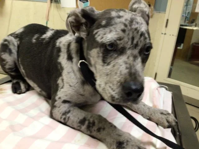 A baby small-sized male Pit Bull Terrier dog named Guapo for adoption in Riverside, CA