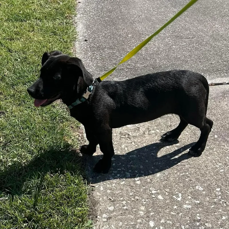 A young small-sized female Dachshund dog named Gouda for adoption in Winter haven, FL