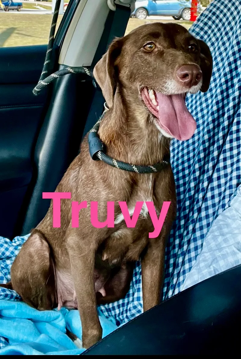 Truvy