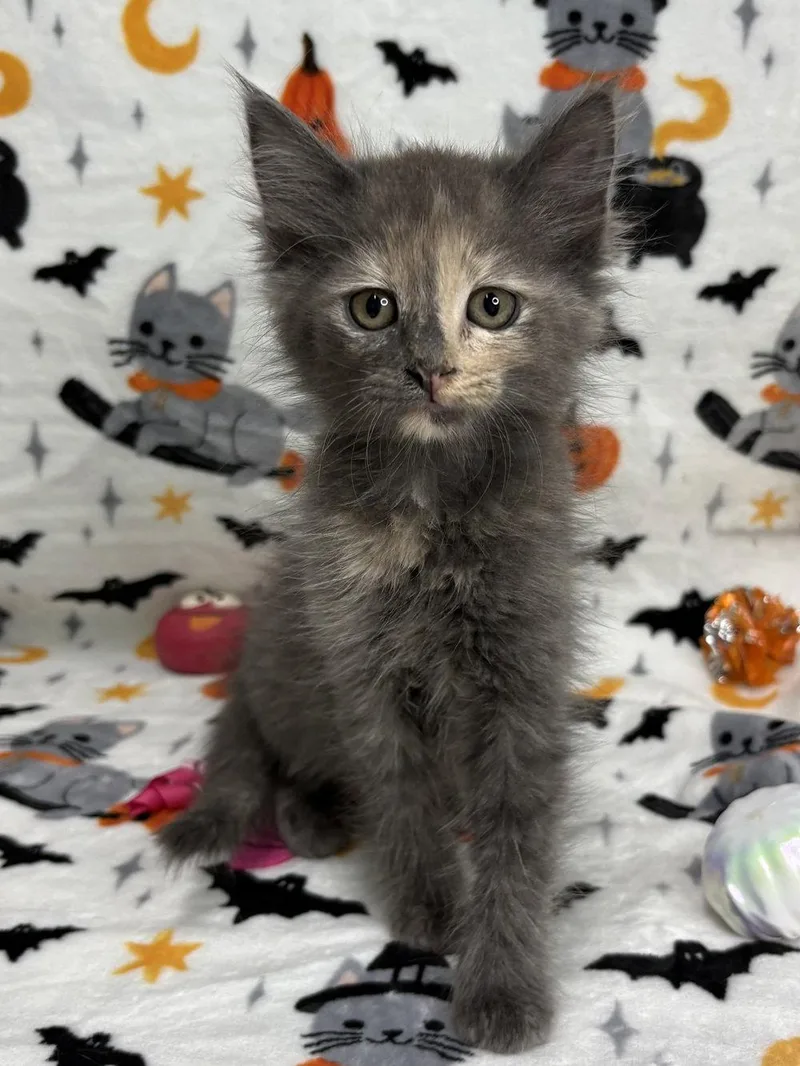 A baby medium-sized female Domestic Medium Hair cat named Miranda for adoption in Wetumpka, AL