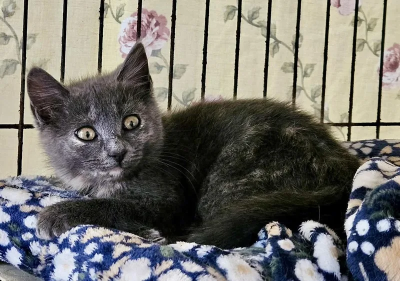 A baby small-sized female Dilute Tortoiseshell cat named Enlly for adoption in Myrtle Beach, SC