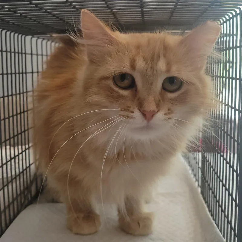 An adult small-sized female White Domestic Short Hair cat named Buttercup for adoption in Rochester, MN