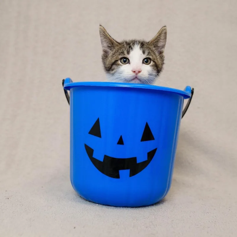 A baby small-sized male Brown / Chocolate Domestic Short Hair cat named Fudge for adoption in Sunnyvale, CA