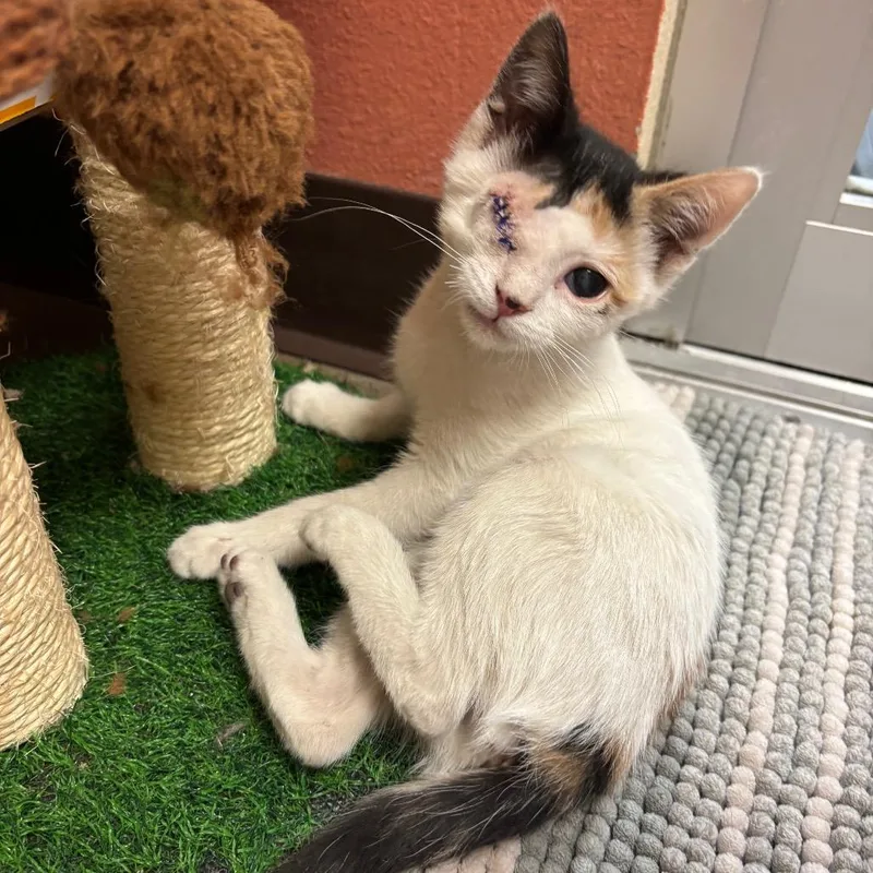 A baby small-sized female White Domestic Short Hair cat named Blink w Optic for adoption in Flagstaff, AZ