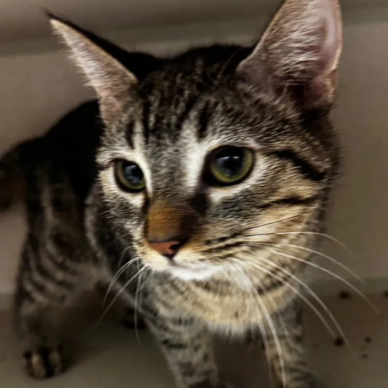 A young medium-sized female Brown / Chocolate Domestic Short Hair cat named Lasina for adoption in Wheeling, IL