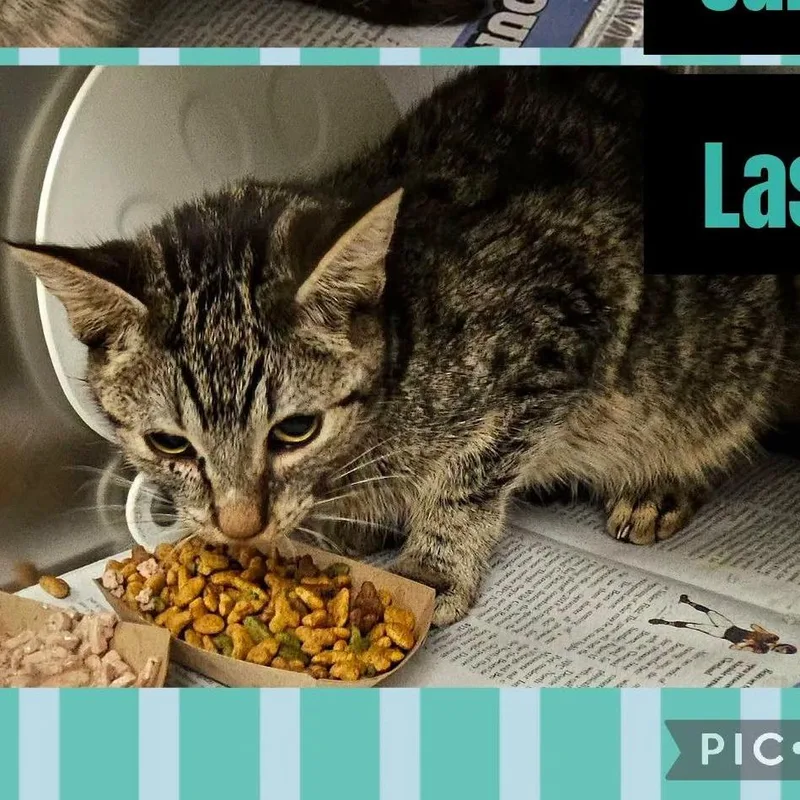 Lasina thumbnail 5