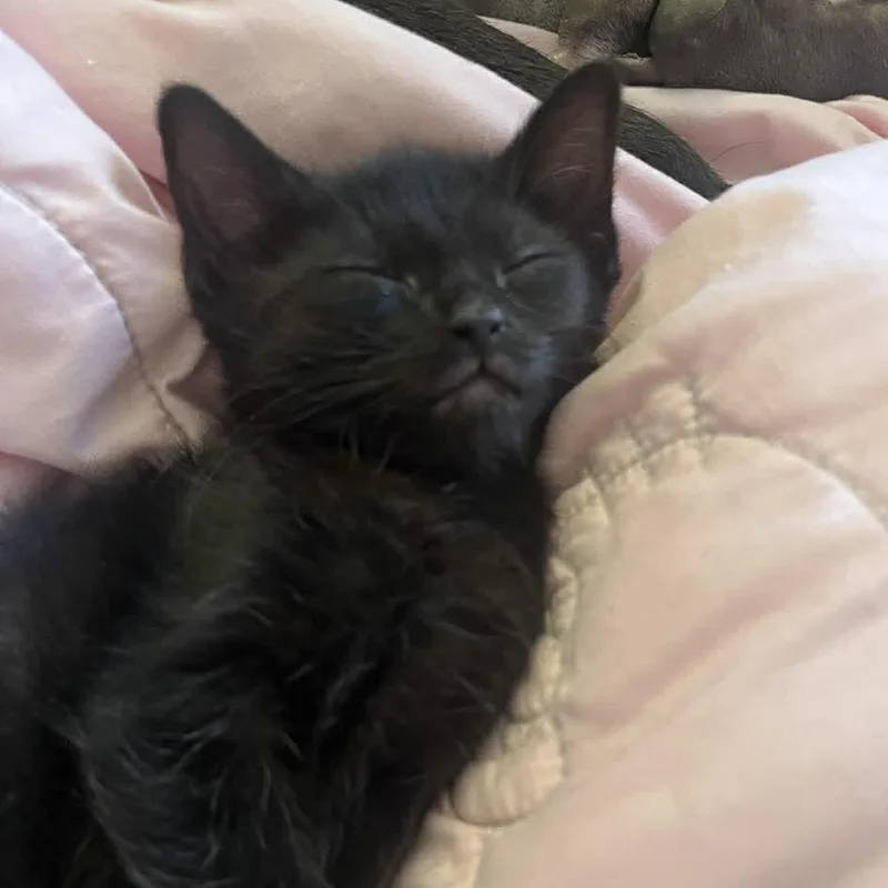 A baby small-sized male Black Domestic Short Hair cat named Truffle for adoption in Jarrettsville, MD