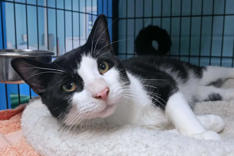 A young medium-sized male Tuxedo cat named Siggy for adoption in Bloomingdale, NJ