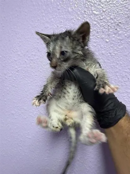 A baby small-sized female Gray / Blue / Silver Domestic Short Hair cat named 61565260 for adoption in El Paso, TX