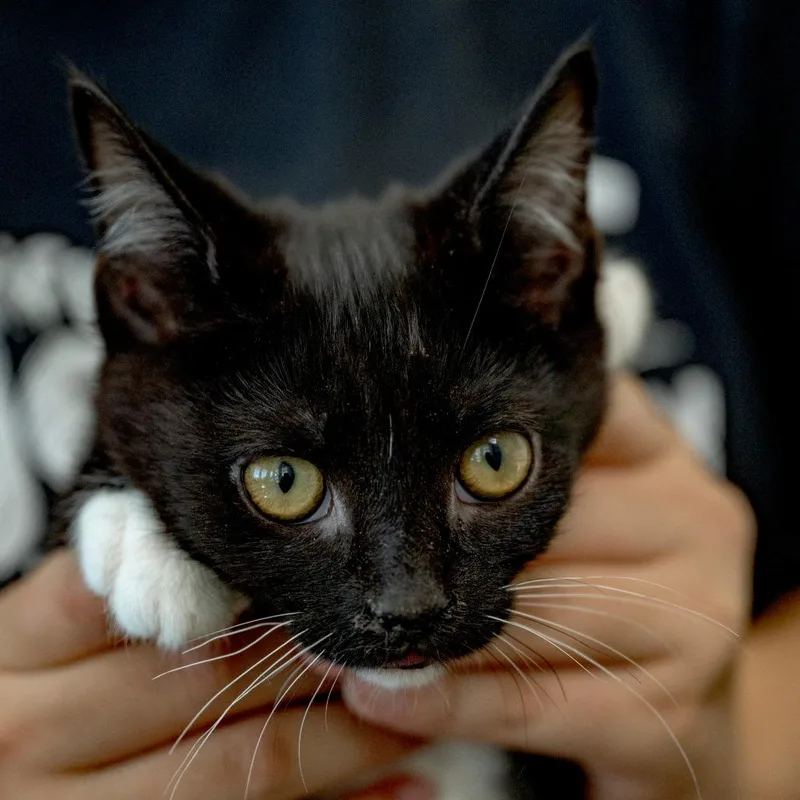 A baby small-sized male Black Domestic Short Hair cat named Ronaldo for adoption in Chapel Hill, NC