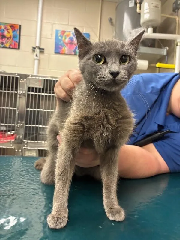 An adult medium-sized female Gray / Blue / Silver Domestic Short Hair cat named Eva for adoption in Mobile, AL