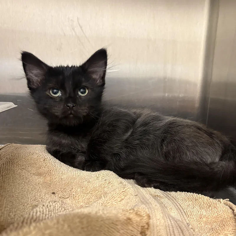 A baby small-sized male Black Domestic Medium Hair cat named Wonka for adoption in Saint Charles, MO