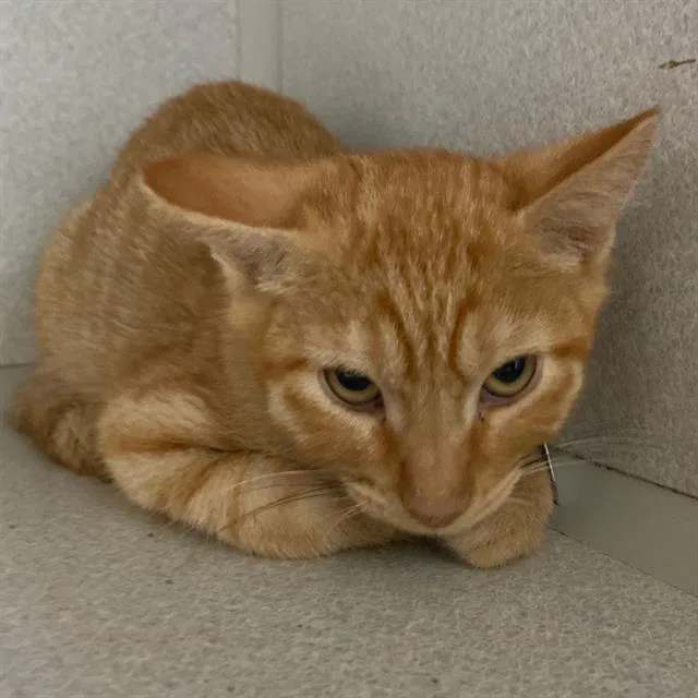 A baby small-sized male Domestic Short Hair cat named Orange Julius for adoption in Aurora, CO