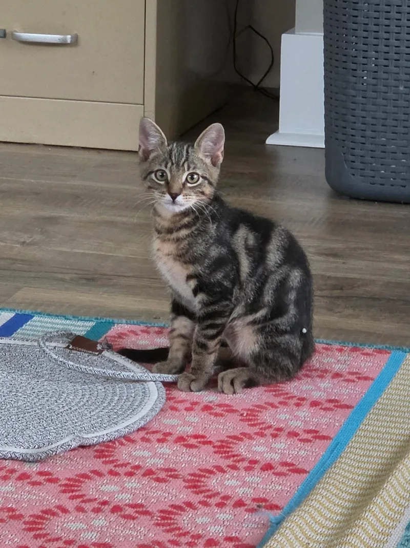 A baby medium-sized male Tabby (Brown / Chocolate) Domestic Short Hair cat named Levi & Elijah for adoption in Mount Juliet, TN