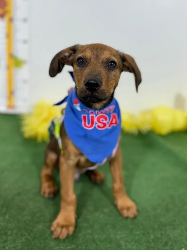 A baby medium-sized male Brown / Chocolate Rhodesian Ridgeback dog named Danny for adoption in Carlsbad, CA
