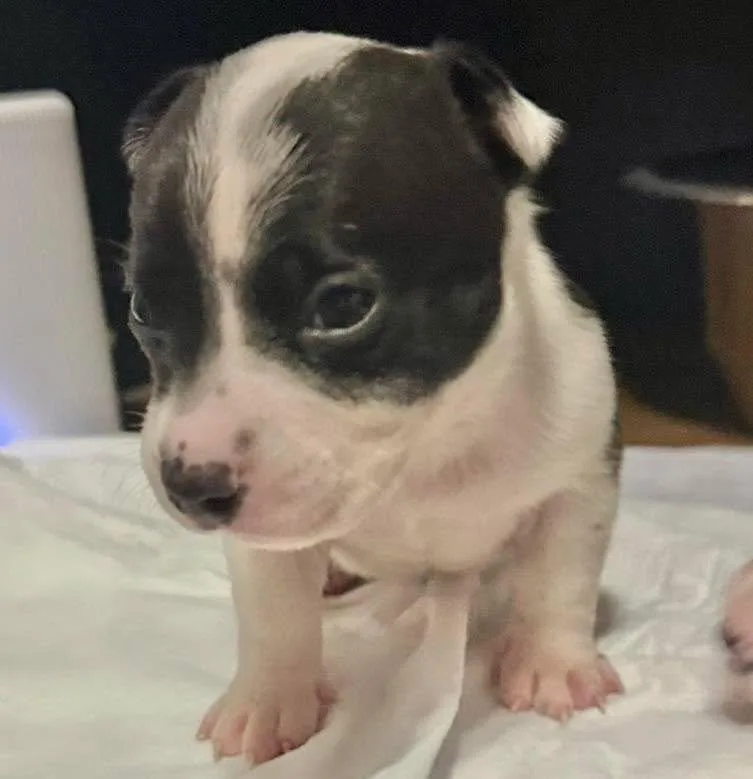 A baby small-sized male Terrier dog named Tux for adoption in Grand Bay, AL