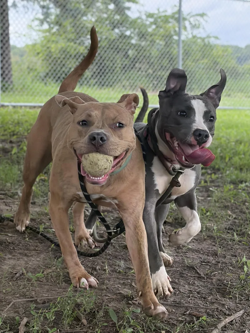 An adult medium-sized female Terrier dog named Bridget for adoption in Jefferson, WI