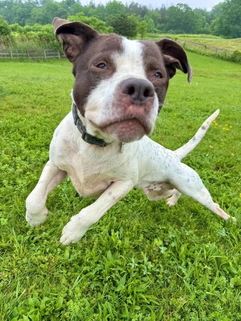 An adult large-sized male Pointer dog named Marvin for adoption in Hudson, NY