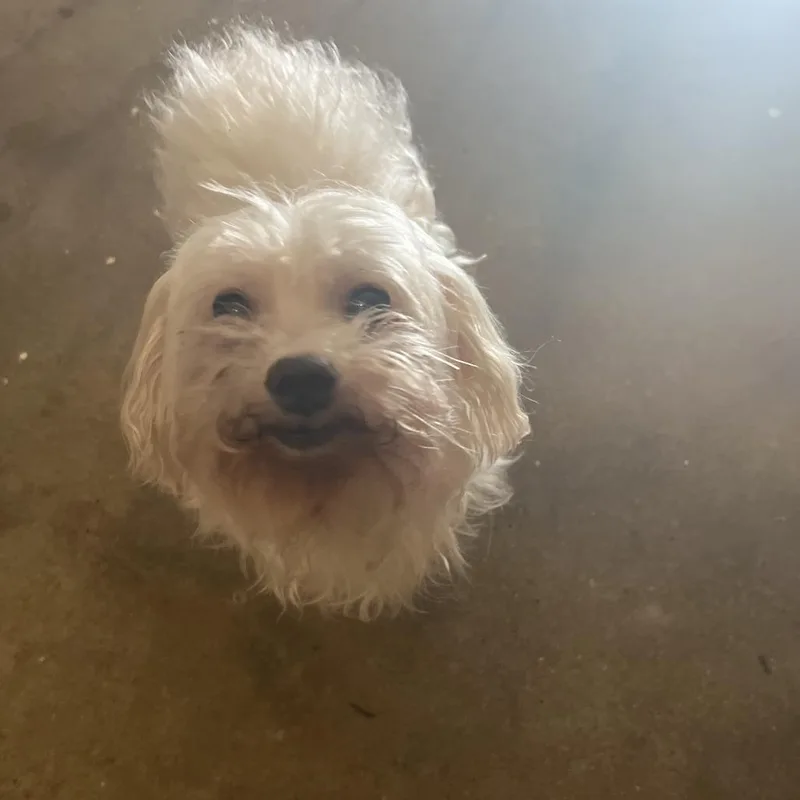 A senior small-sized male White / Cream Mixed Breed dog named Grilled Cheese for adoption in Greensboro, NC