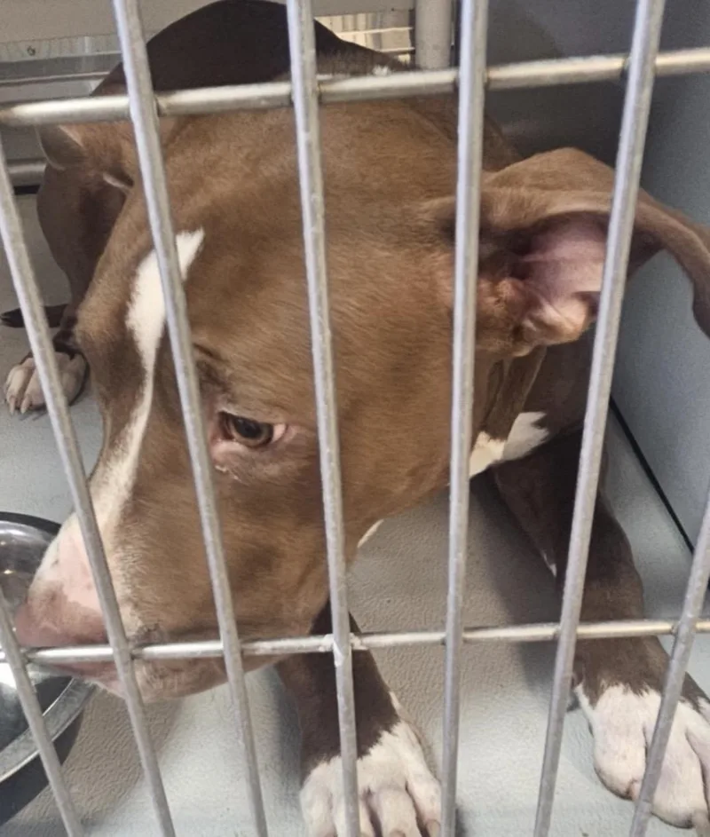 A young medium-sized male Pit Bull Terrier dog named Cringer HOLD for adoption in Canton, OH