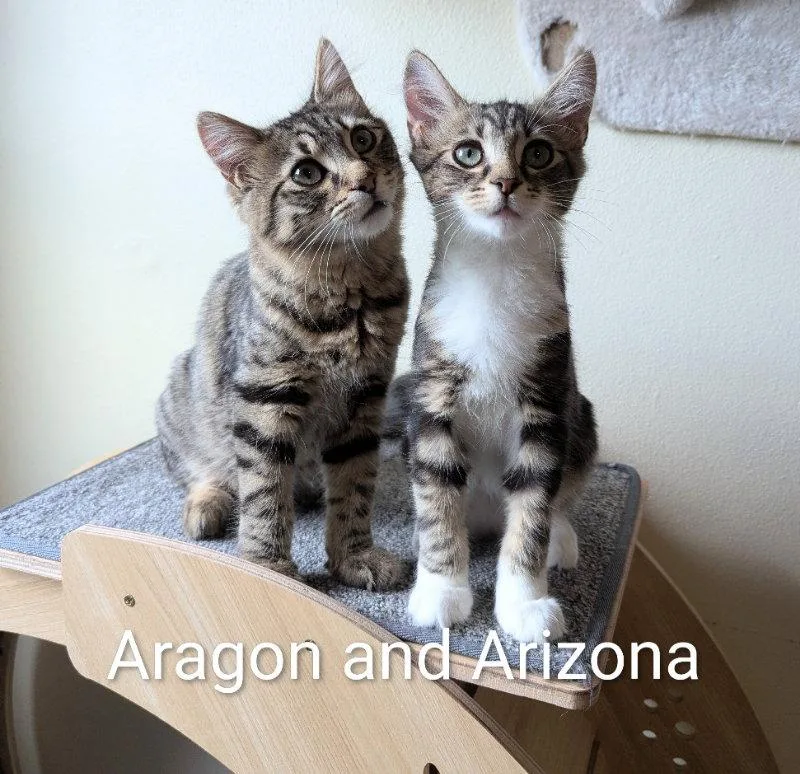 Arizona thumbnail 2