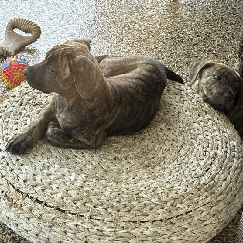 A baby medium-sized male Brindle Pit Bull Terrier dog named Crowley for adoption in Sarasota, FL