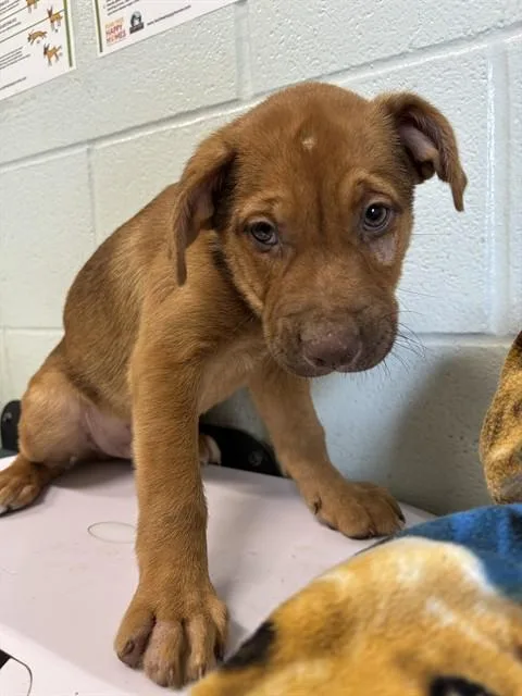A baby small-sized male German Shepherd Dog dog named Pax for adoption in Corpus Christi, TX