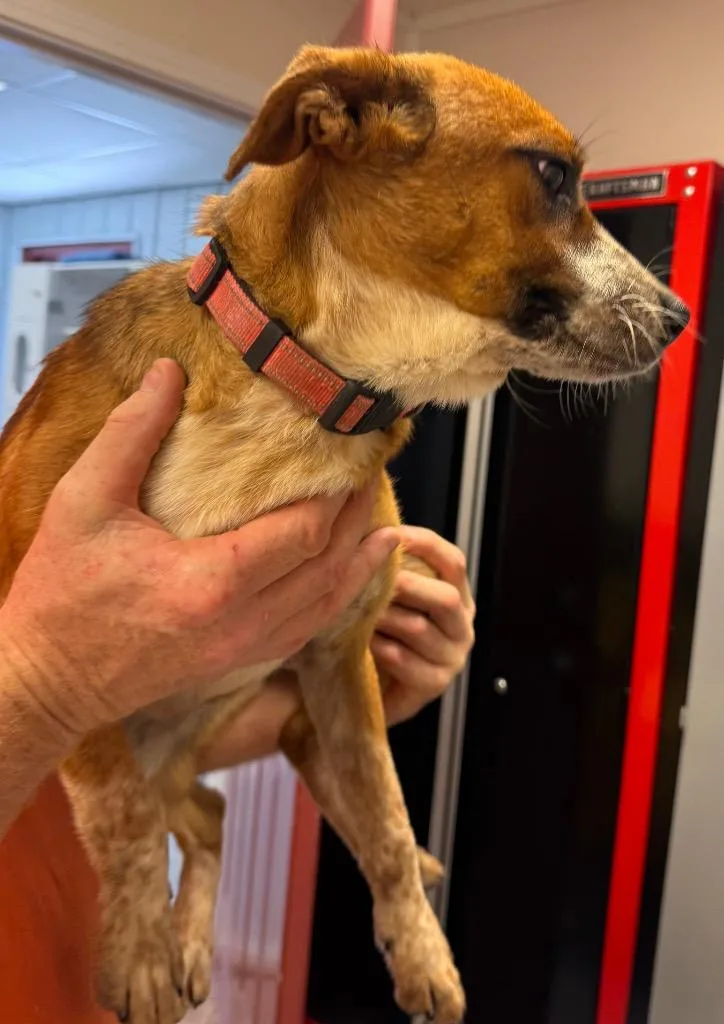 A baby medium-sized female Mixed Breed dog named Cleopatra for adoption in Greencastle, IN