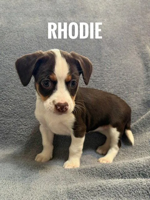 Rhodie thumbnail 2