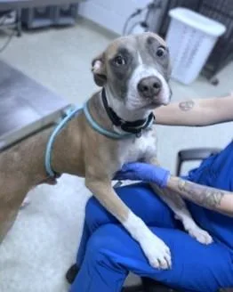 An adult medium-sized male Mixed Breed dog named Klinger for adoption in Washington, DC