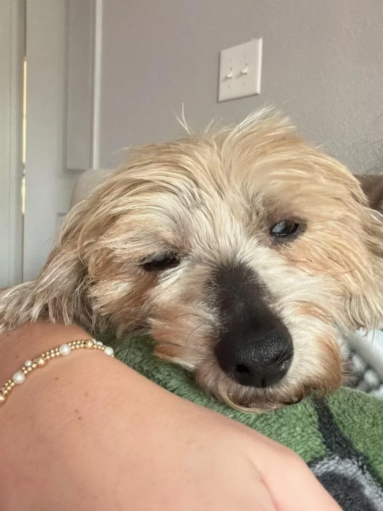 Bamm Bamm Rubble thumbnail 2