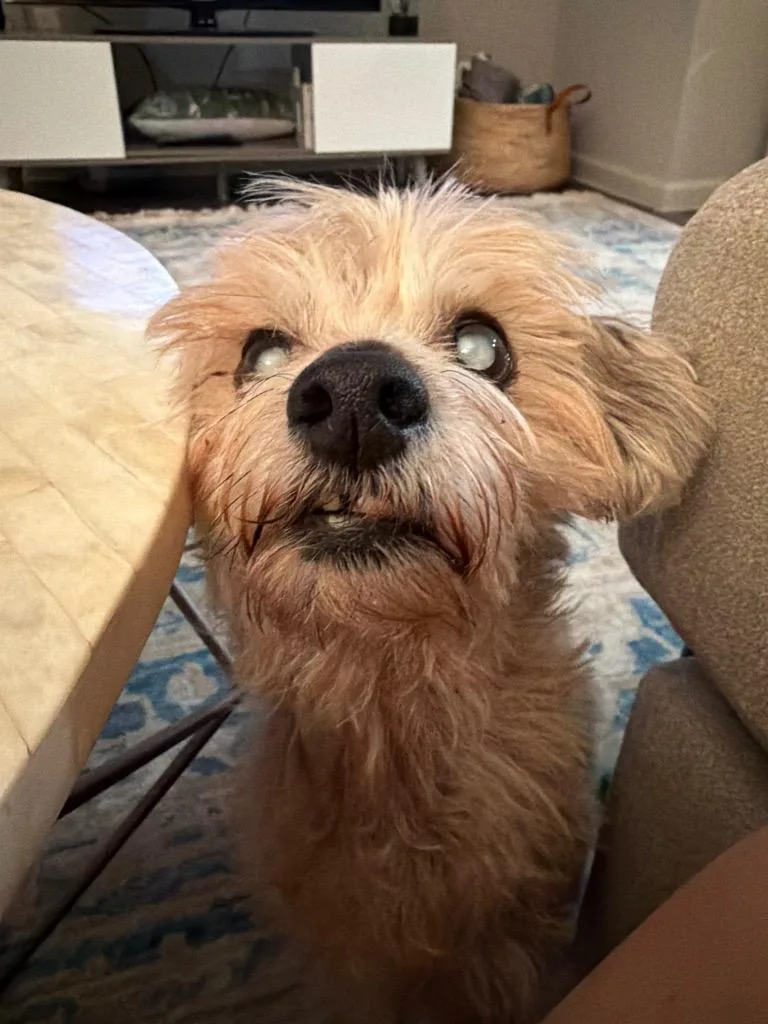 Bamm Bamm Rubble thumbnail 5