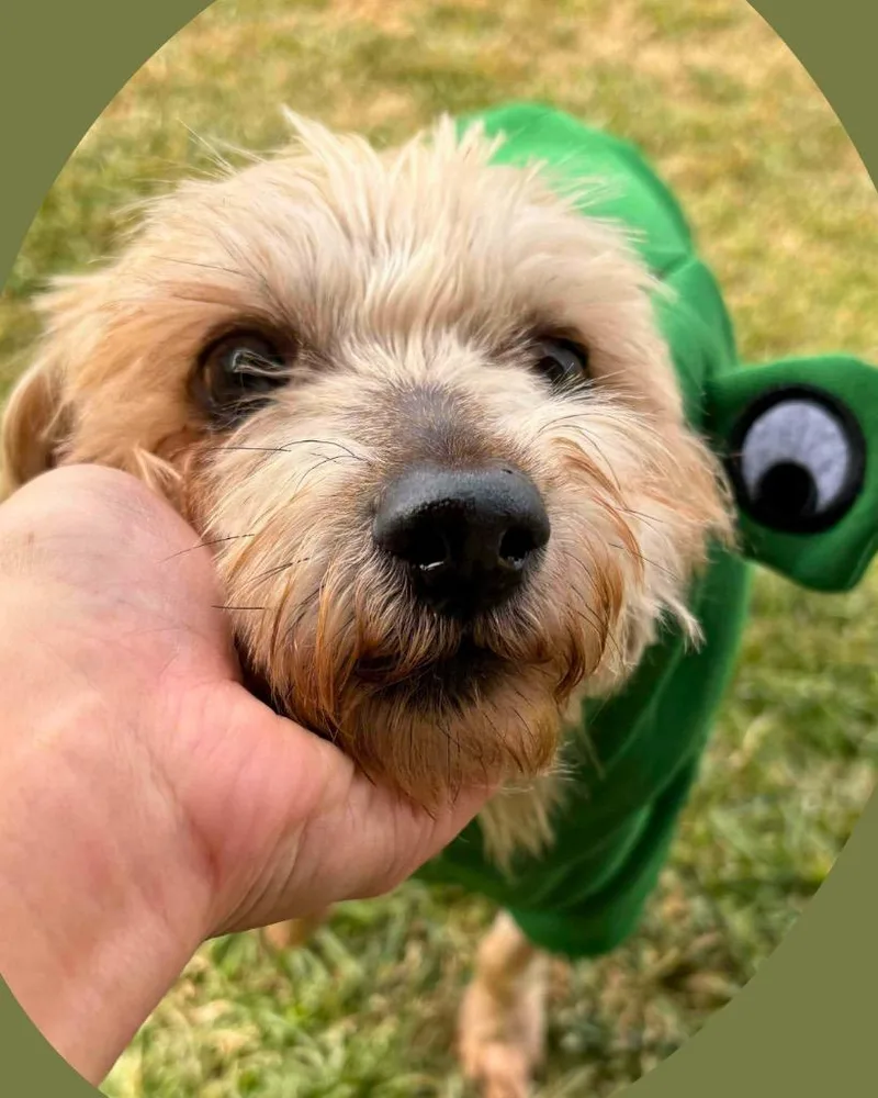 Bamm Bamm Rubble thumbnail 6