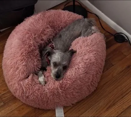 A senior small-sized male Gray / Blue / Silver Miniature Schnauzer dog named Rocky for adoption in Mishawaka, IN