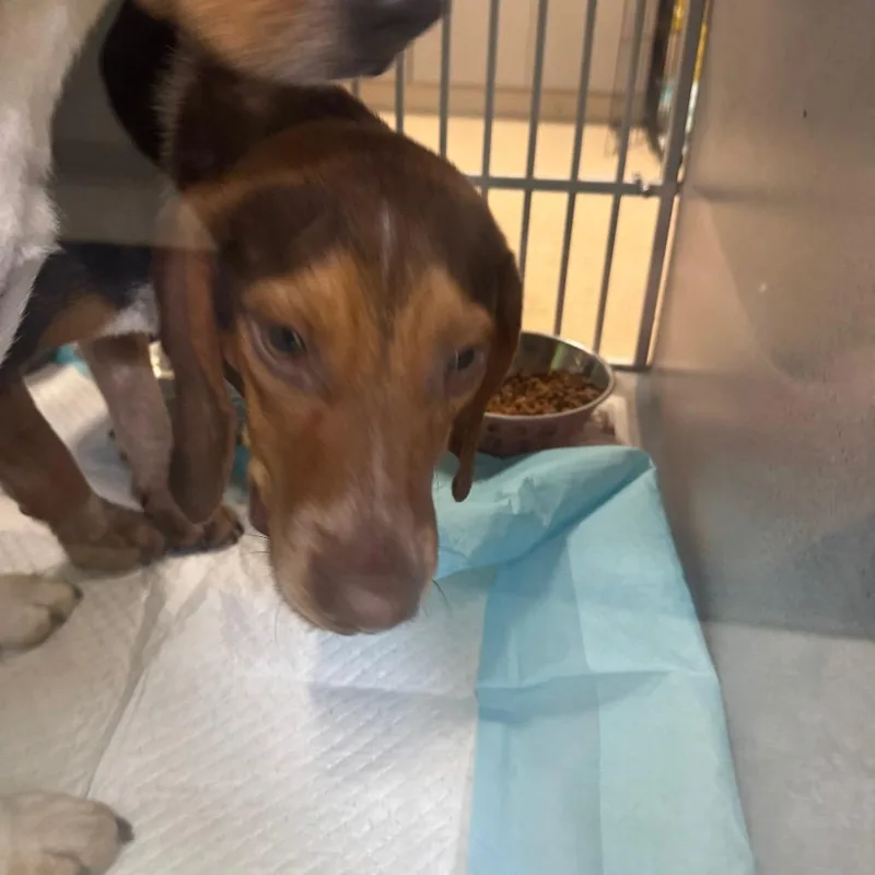 A young small-sized male Mixed Breed dog named Louis for adoption in Red House, WV