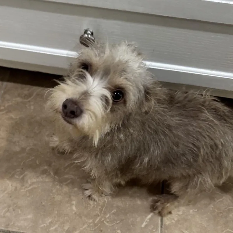 An adult small-sized female Yellow / Tan / Blond / Fawn Standard Schnauzer dog named Nova for adoption in Baton Rouge, LA