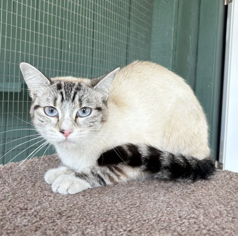 A young medium-sized female Cream / Ivory Siamese cat named Prim for adoption in Lathrop, CA