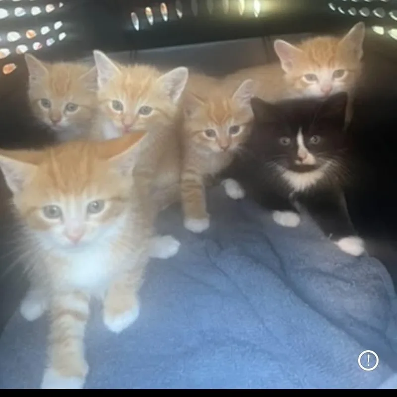 A baby medium-sized male Black & White / Tuxedo Domestic Short Hair cat named Memphis for adoption in Wyandotte, MI