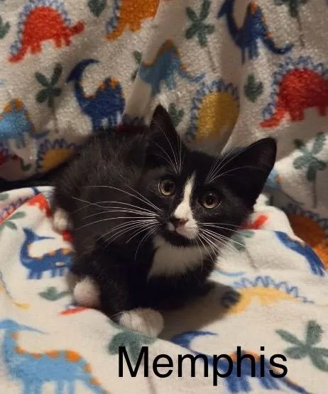Memphis thumbnail 2