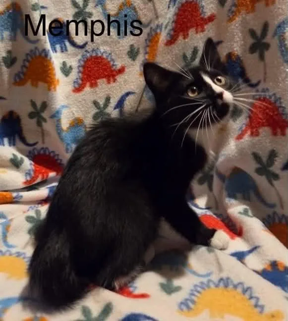 Memphis thumbnail 4