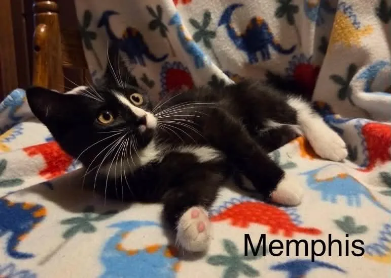 Memphis thumbnail 5