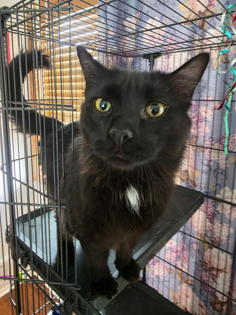 A young medium-sized male Black & White / Tuxedo Domestic Long Hair cat named T’challa for adoption in Pocatello, ID