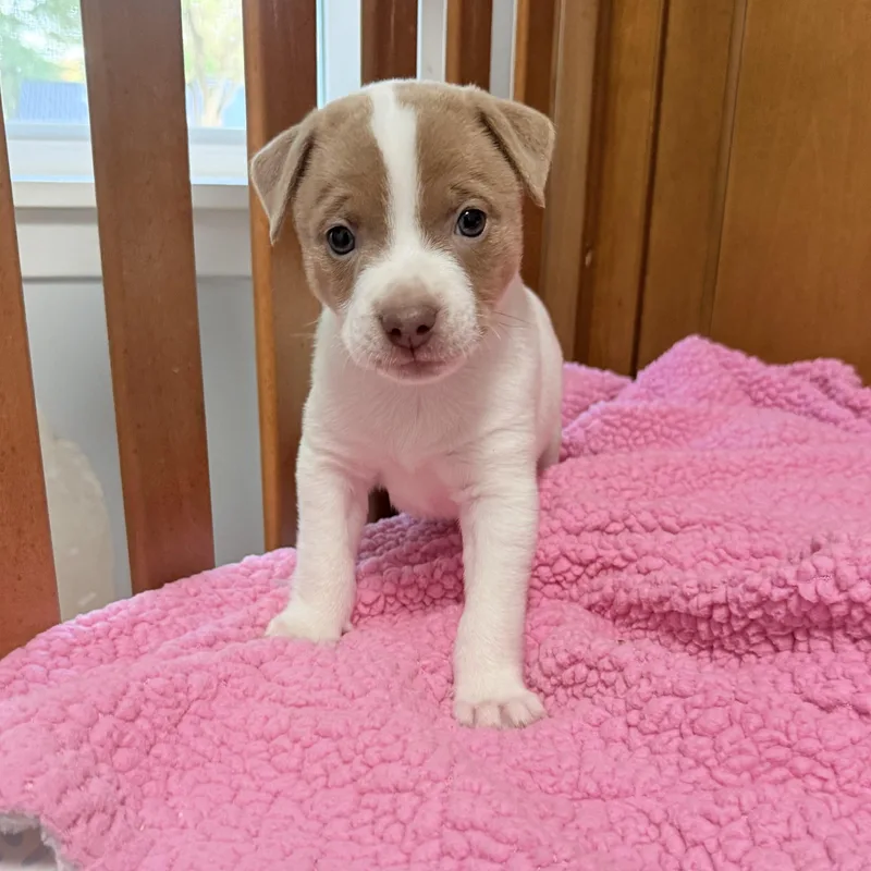 A baby medium-sized male Miniature Pinscher dog named Oliver for adoption in Queen City, TX