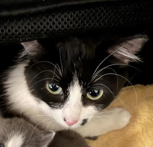 A young medium-sized female Domestic Short Hair cat named Cindy Crawford for adoption in San Pedro, CA