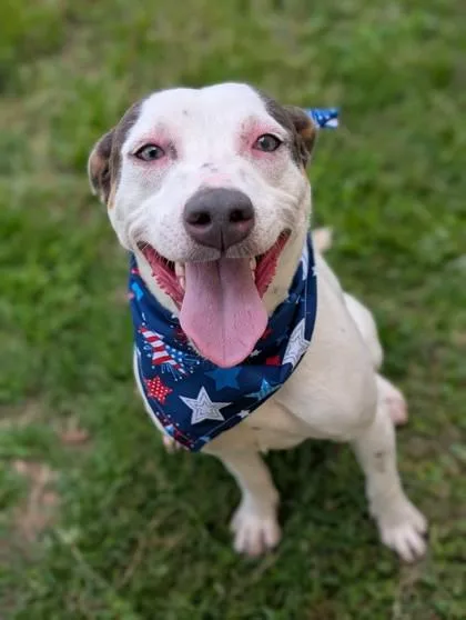 An adult medium-sized female Mixed Breed dog named Panini for adoption in Gulfport, MS