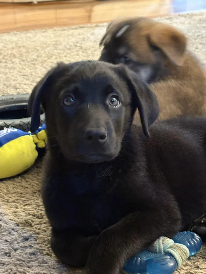 A baby large-sized male Mixed Breed dog named Glacier for adoption in Sioux Falls, SD