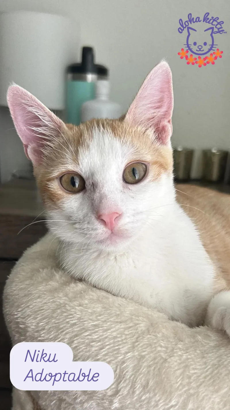 A young medium-sized male Orange & White Domestic Short Hair cat named Niku for adoption in Honolulu, HI