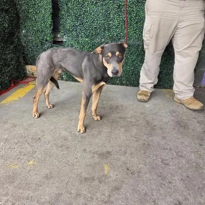 A young medium-sized male Black Australian Kelpie dog named Houston for adoption in El Paso, TX