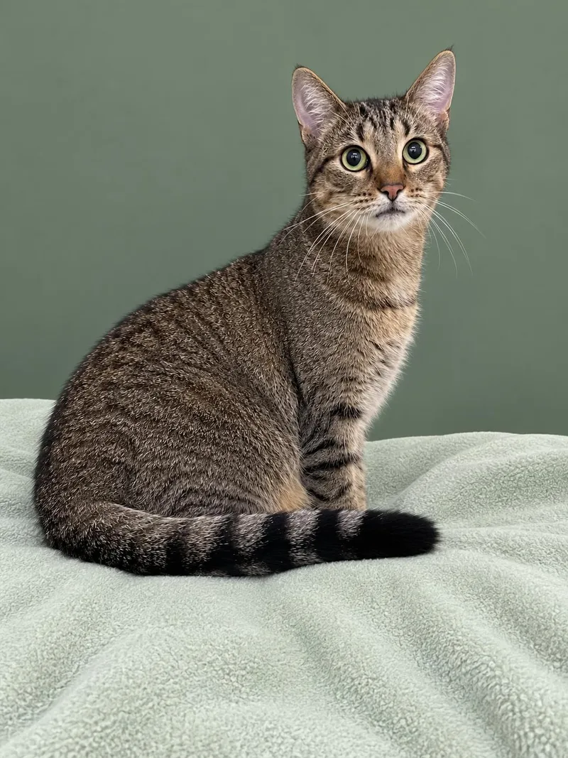 An adult medium-sized female Tabby (Brown / Chocolate) Domestic Short Hair cat named Missy for adoption in Lacon, IL